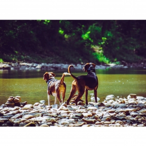 Dog by the water