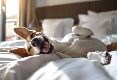 Doggy days Akadémia Hotel